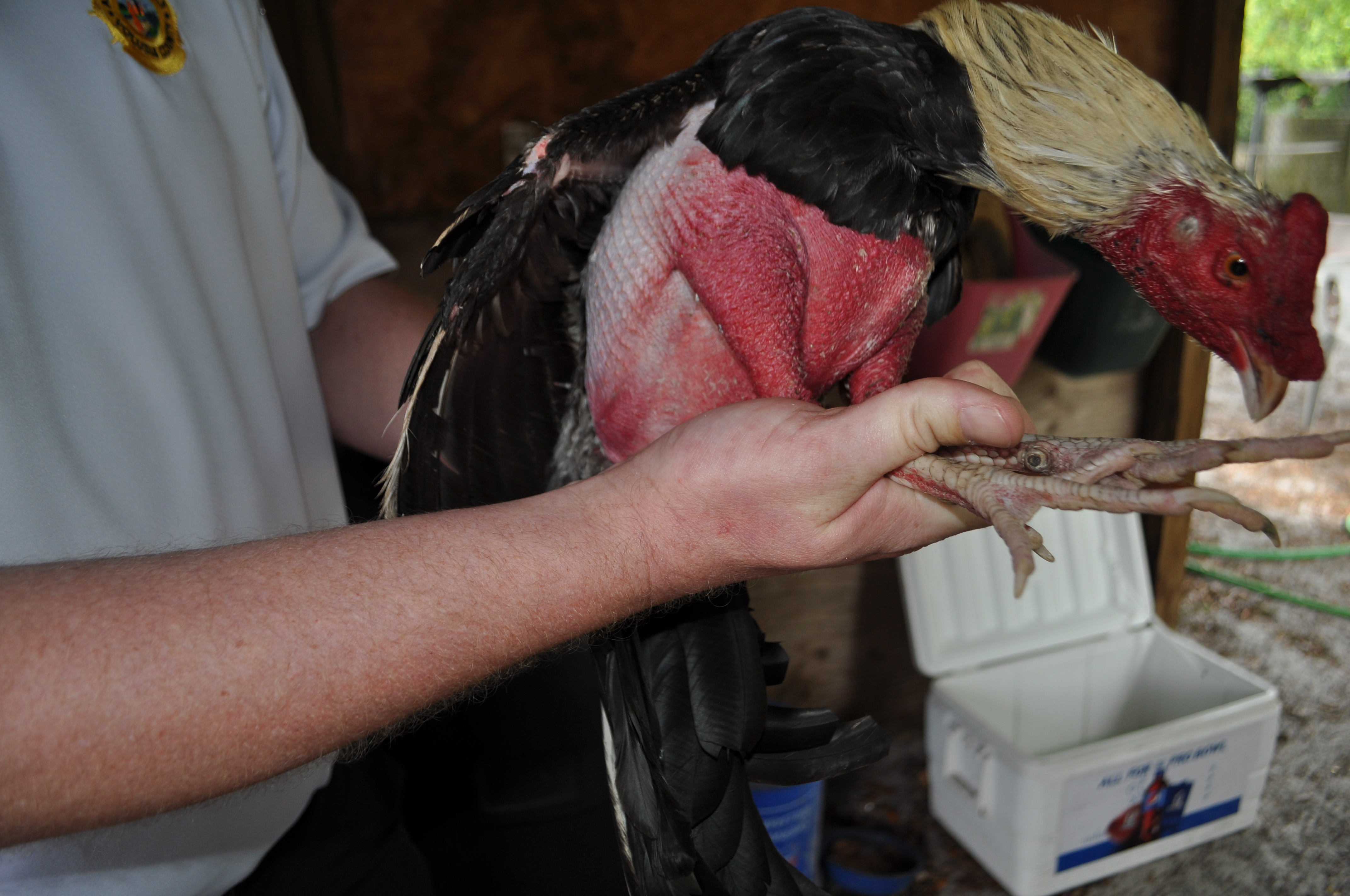 Cockfighting Pit Discovered During Drug Investigation; Owner Arrested Image